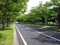 滋賀県立大学前　夏の並木道
