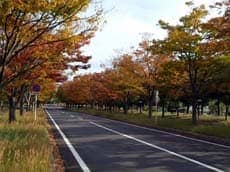 滋賀県立大学前　秋の並木道